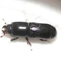 Platysoma cylindricum - photo 5