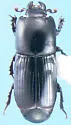 Platysoma deficiens