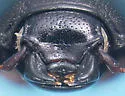 Platysoma deficiens - photo 3