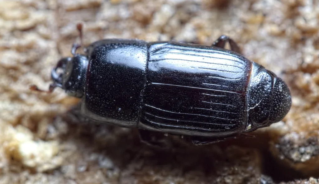 Platysoma elongatum - photo 2