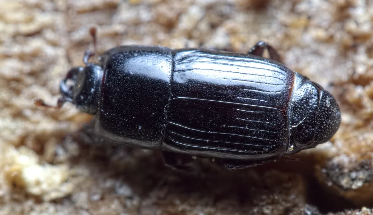 Platysoma elongatum - photo 3