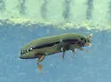 Platysoma gracile