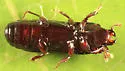 Platysoma gracile - photo 3