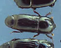 Platysoma gracile - photo 4