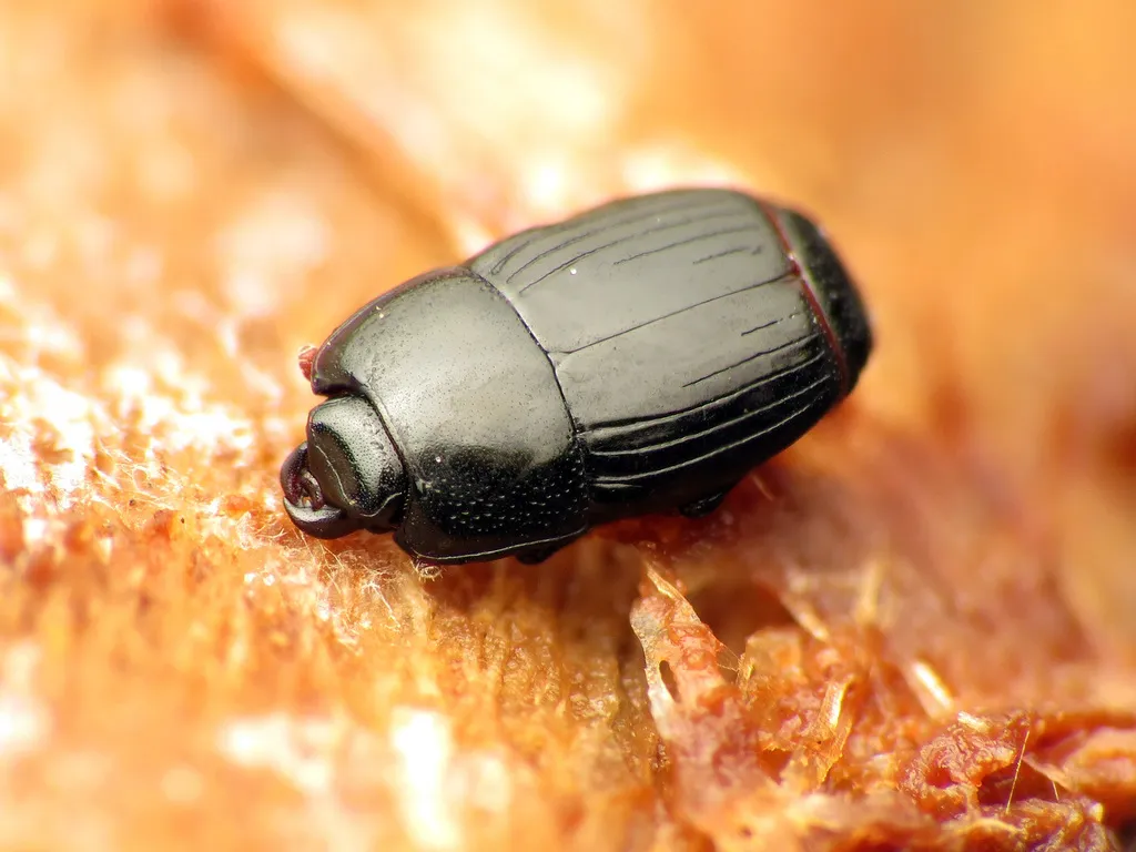 Platysoma leconti - photo 2