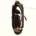 Platysoma parallelum - photo 3