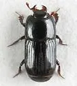 Platysoma punctigerum - photo 2