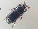 Platysoma punctigerum - photo 4