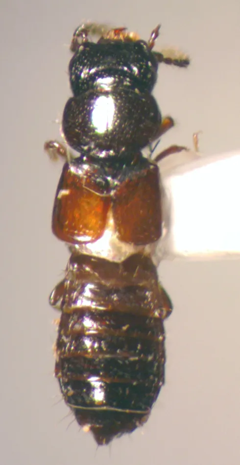 Platystethus americanus - photo 2