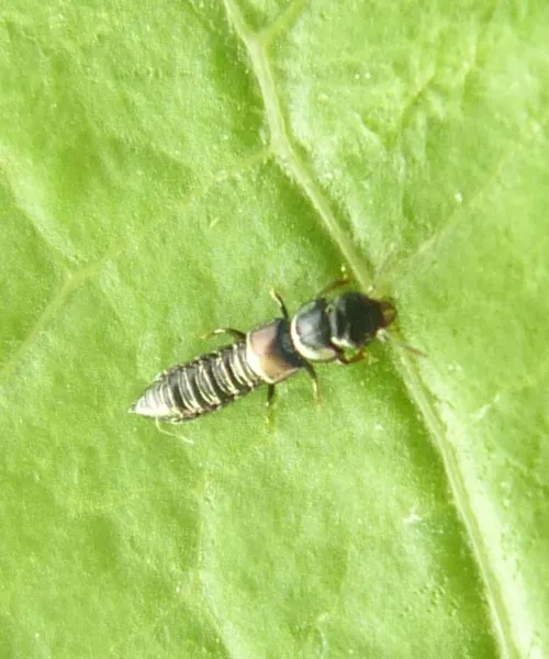 Platystethus arenarius