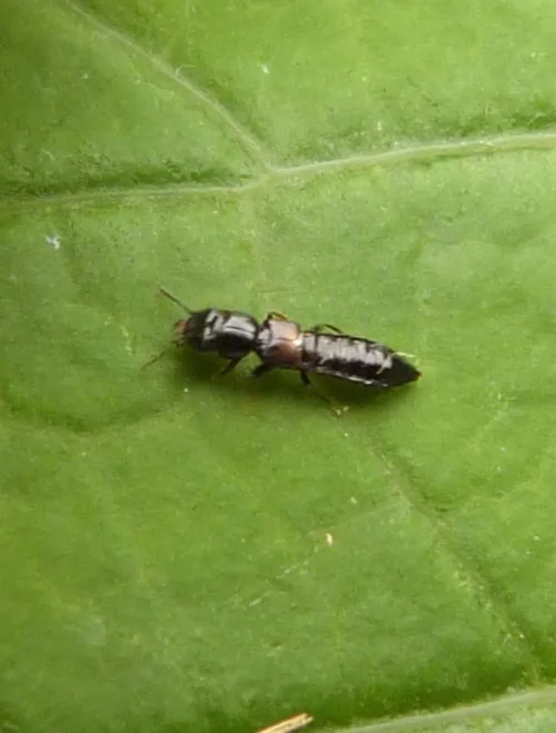 Platystethus arenarius - photo 2