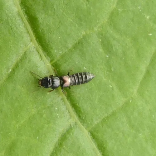 Platystethus arenarius - photo 3