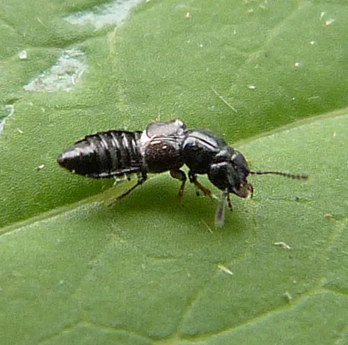 Platystethus cornutus