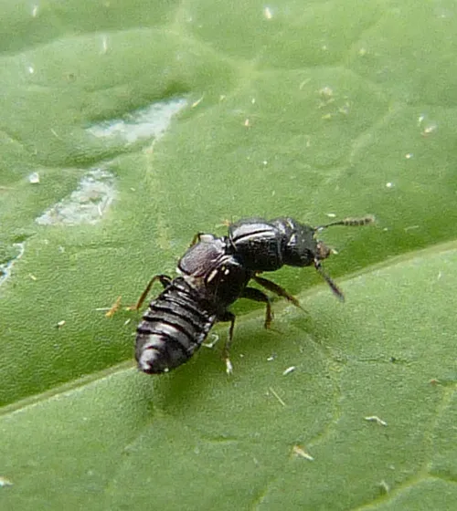 Platystethus cornutus - photo 2