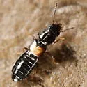 Platystethus degener