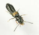 Platystethus degener - photo 2