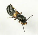 Platystethus degener - photo 3