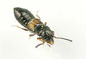 Platystethus degener - photo 4