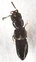 Platystethus spiculus - photo 2