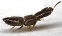Platystethus spiculus - photo 3
