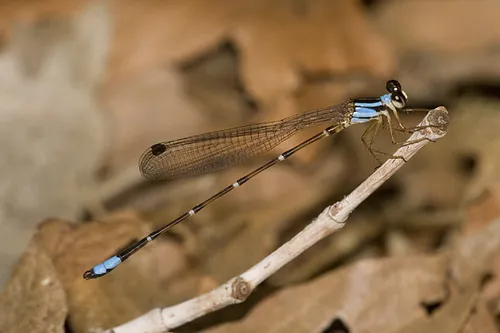 Shadowdamsels - photo 2