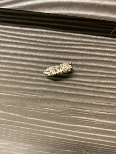 Platystoechotes lineata