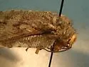 Platystoechotes lineatus - photo 2