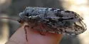 Platystoechotes lineatus - photo 4