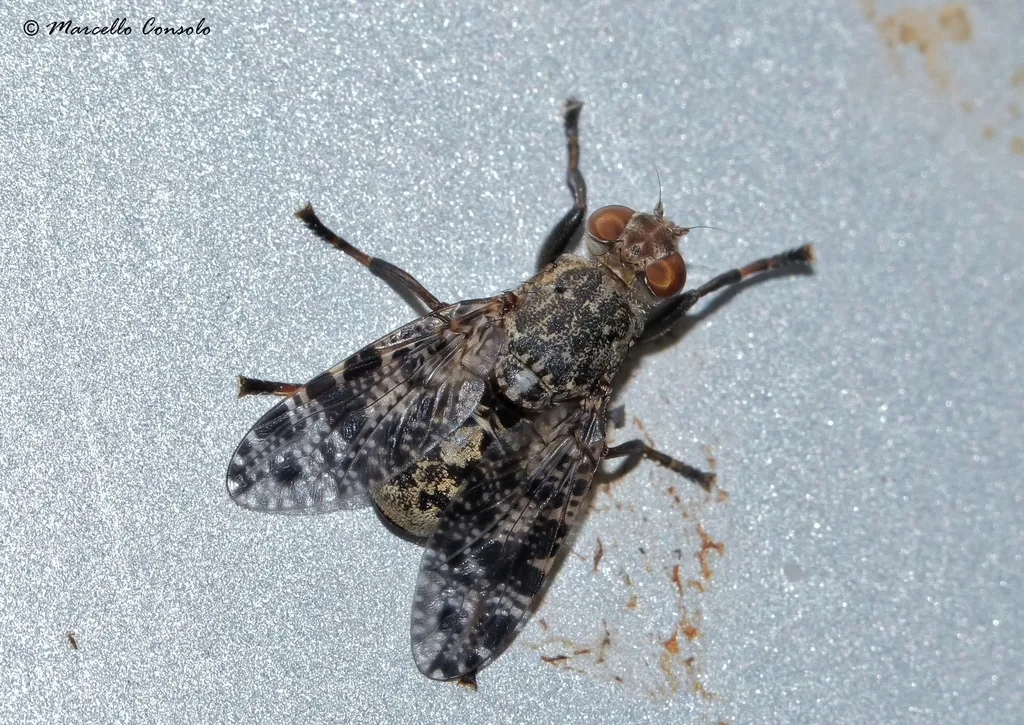 Platystoma lugubre - photo 2