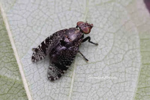 Platystoma mandschuricum