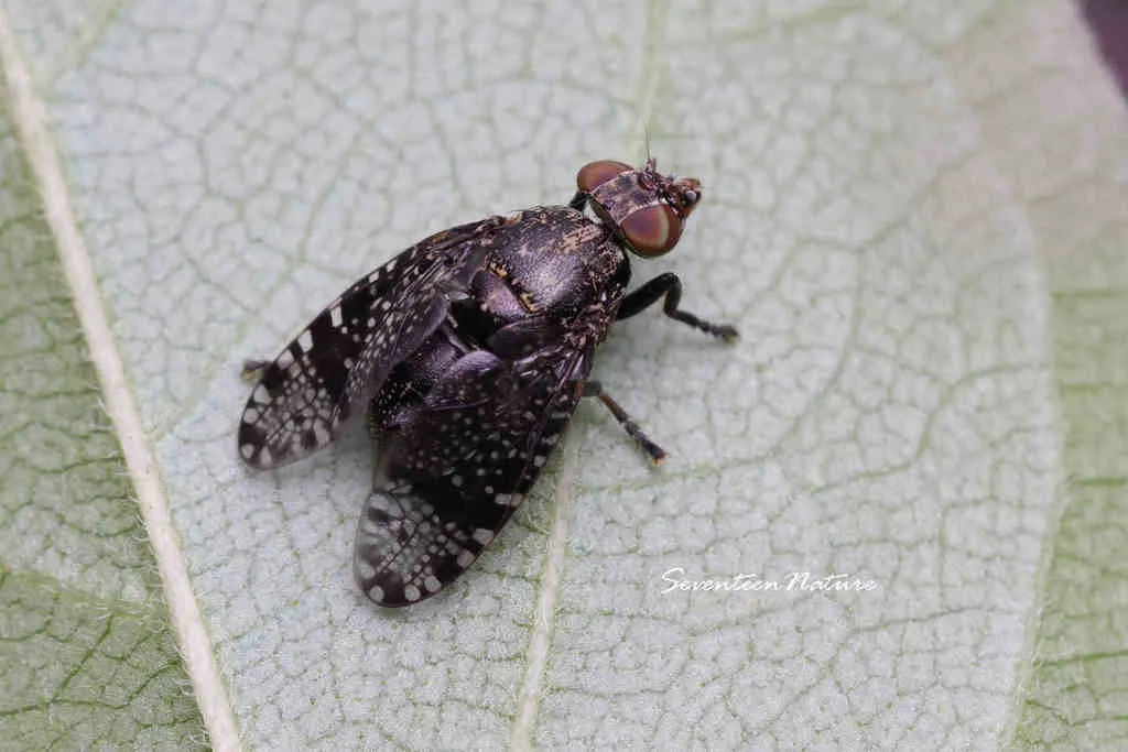 Platystoma mandschuricum - photo 2