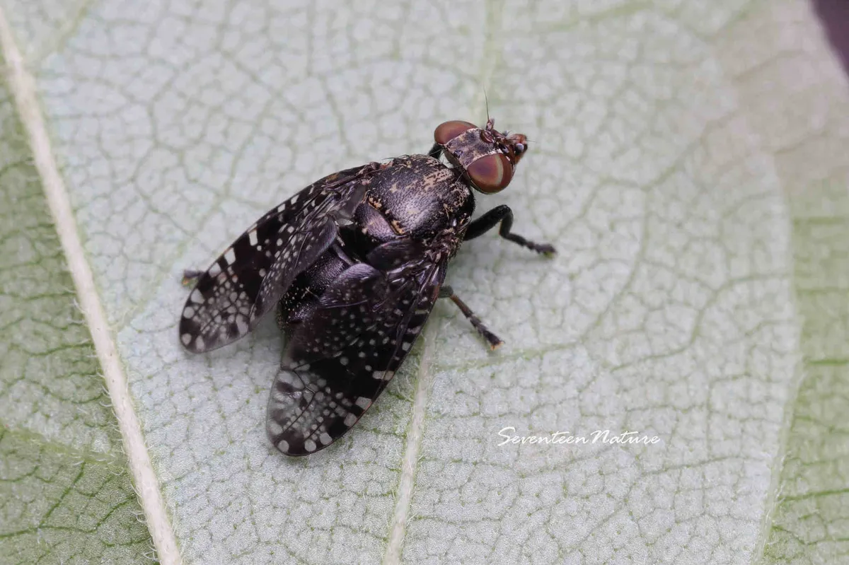 Platystoma mandschuricum - photo 3
