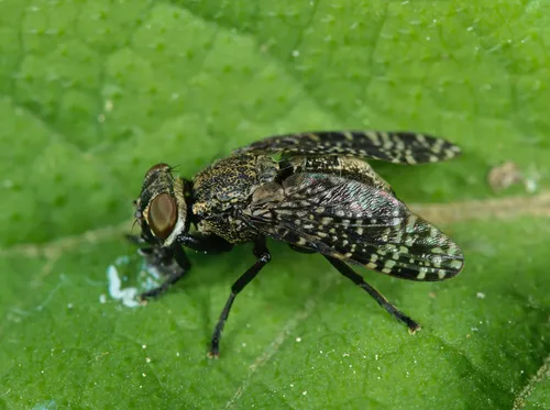 Platystoma seminationis