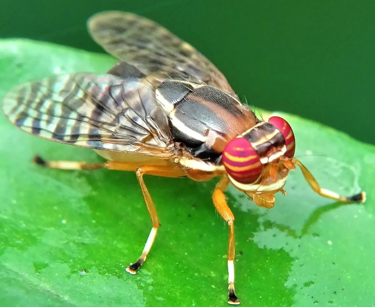 Signal Flies - photo 2