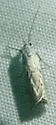 Platytes Moth - Hodges#5394 - photo 2