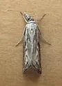 Platytes Moth - Hodges#5394 - photo 3