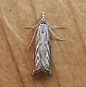 Platytes Moth - Hodges#5394 - photo 5