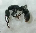 Platythyrea punctata - Platythyrea punctata