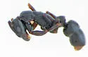 Platythyrea punctata - photo 4