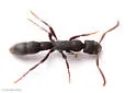 Platythyrea punctata - photo 5