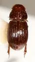 Platytomus atlanticus