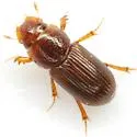 Platytomus longulus - Platytomus longulus