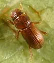 Platytomus longulus - photo 2