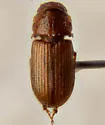 Platytomus longulus - photo 3