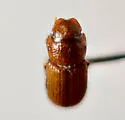 Platytomus longulus - photo 4