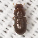 Platytomus longulus - photo 5