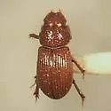 Platytomus micros