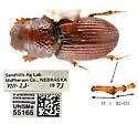Platytomus notialis