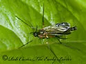Platyura manteri