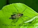 Platyura manteri - photo 2